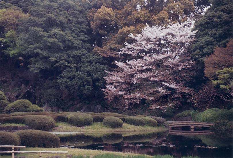 japanese garden